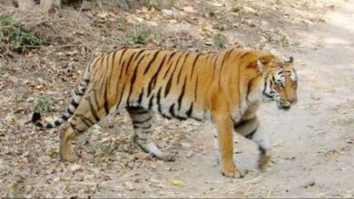 Wild animals will be monitored in Uttarakhand with AI technology