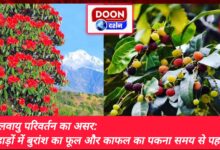 Effect of climate change Flowering of Buran and ripening of Kafal in the mountains before time.