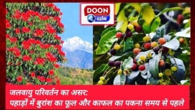 Effect of climate change Flowering of Buran and ripening of Kafal in the mountains before time.