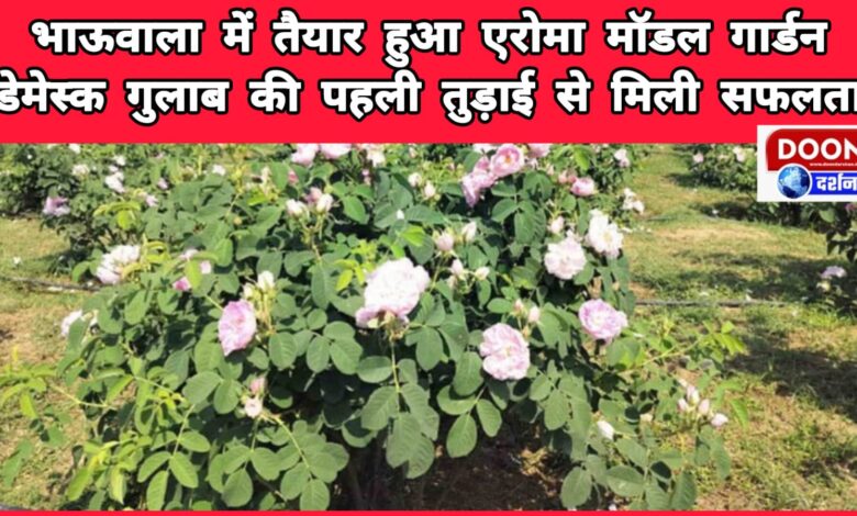 Aroma model garden prepared in Bhauwala, first plucking of Damask rose was successful
