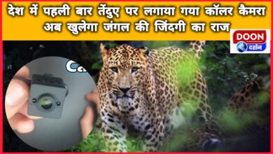 For the first time in the country, a collar camera was installed on a leopard, now the secret of jungle life will be revealed