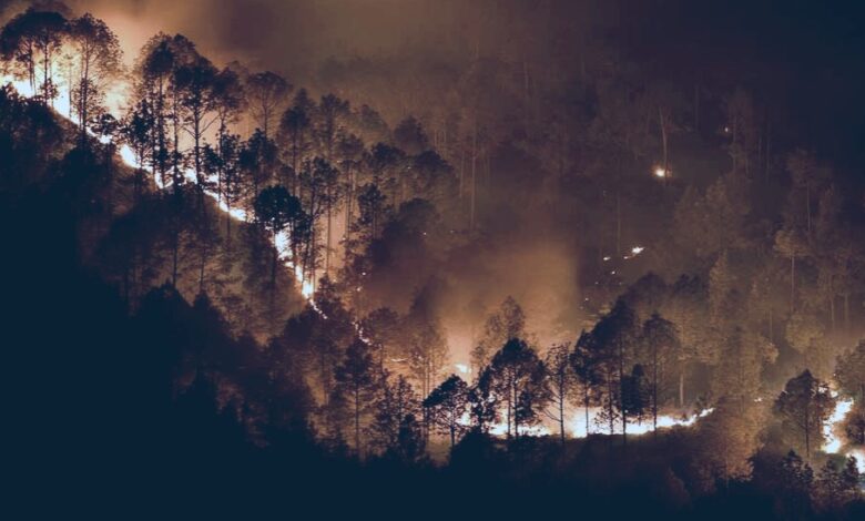 NDMA will give budget to the state for forest fire control and management