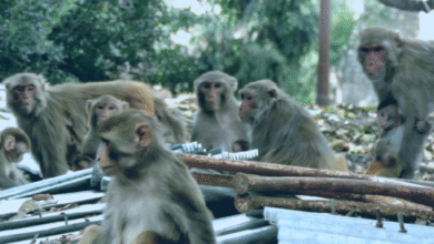 Monkey terror in Uttarakhand became the reason for migration, now the responsibility of controlling it in urban areas is on the Urban Development Department