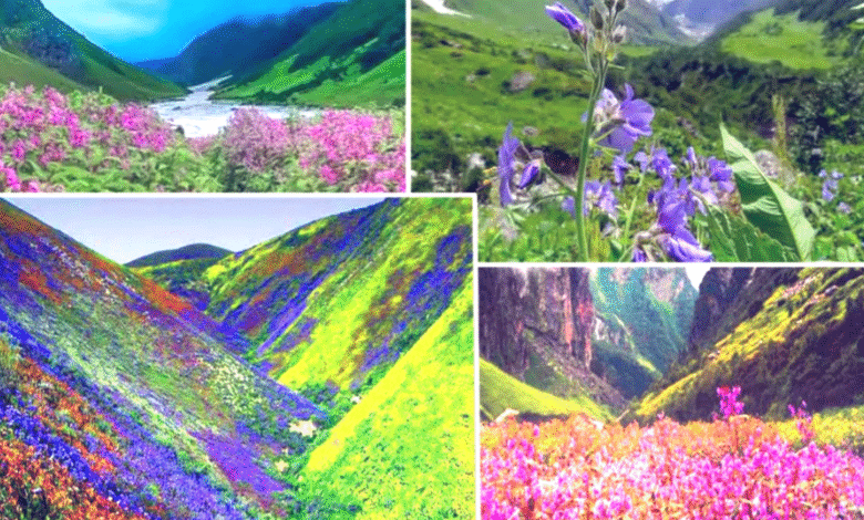 World heritage 'Valley of Flowers' will open for tourists from June 1, path ready, online registration started