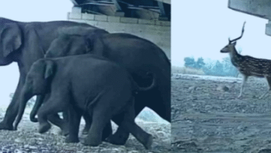 14 km underpass ready for wildlife on Doon-Delhi Expressway, movement of elephants and deer captured on cameras
