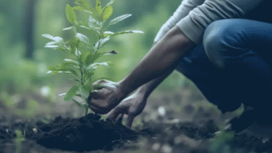 Miyawaki plantation plans in Dehradun and Mussoorie are in controversy, questions raised on high cost