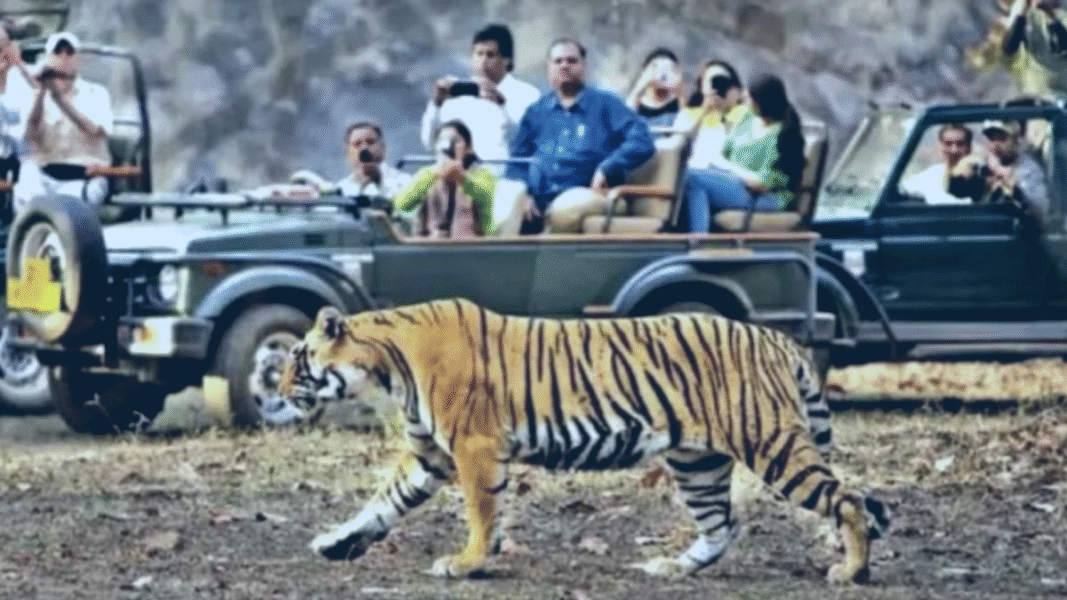 This time Rajaji Tiger Reserve has record breaking number of tourists, revenue of 1.23 crores, now it will remain closed till 15th November