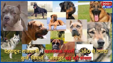 Dehradun More than 300 dogs of dangerous breeds in the capital, the number is increasing despite the rules