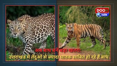 Now tigers have become a big threat Tigers are proving to be more deadly than leopards in Uttarakhand
