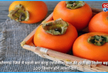 Pithoragarh For the first time in the district, cultivation of Kaku (Persimmon) fruit will be promoted, 100 farmers will be benefited