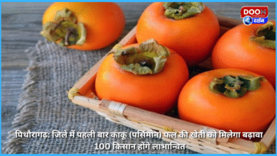 Pithoragarh For the first time in the district, cultivation of Kaku (Persimmon) fruit will be promoted, 100 farmers will be benefited
