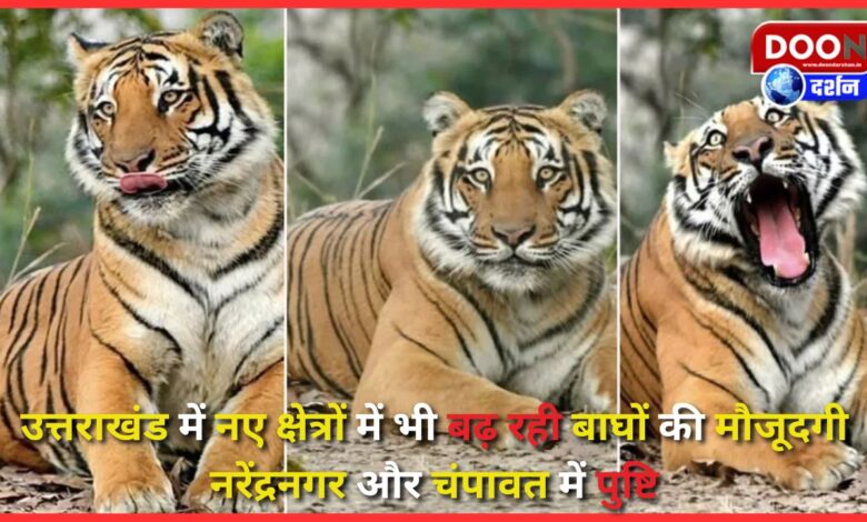 The presence of tigers is increasing in new areas in Uttarakhand, confirmed in Narendranagar and Champawat