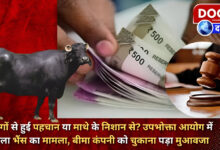 Was it identified by its horns or by its forehead mark The buffalo's case was heard in the consumer commission, the insurance company had to pay compensation