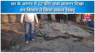 A 12-foot-long python was spotted in the courtyard of a house; the forest department successfully rescued it.