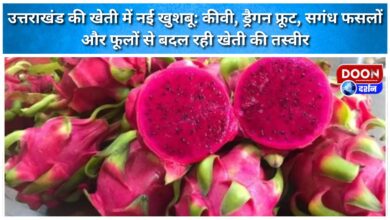 A new fragrance in Uttarakhand's agriculture Kiwi, dragon fruit, aromatic crops and flowers are changing the landscape of agriculture.