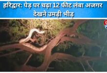 Haridwar 12-foot-long python climbs tree, crowd gathers to see it