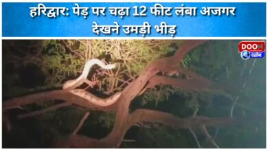 Haridwar 12-foot-long python climbs tree, crowd gathers to see it