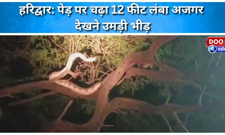 Haridwar 12-foot-long python climbs tree, crowd gathers to see it