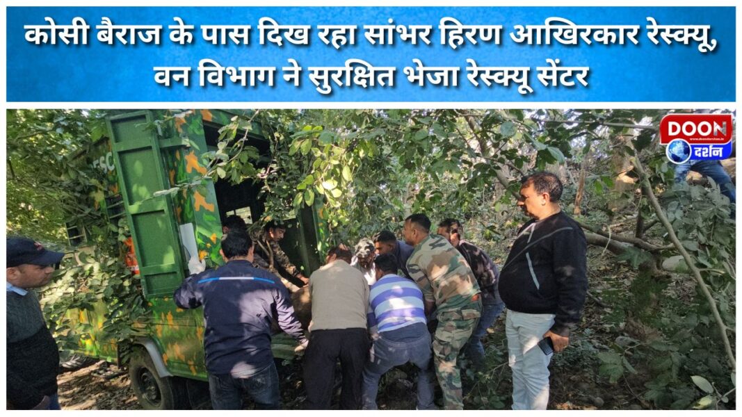 The Sambar deer seen near the Kosi Barrage was finally rescued and sent safely to the rescue centre by the Forest Department.