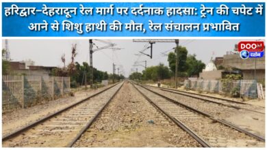 Tragic accident on Haridwar-Dehradun railway line Baby elephant dies after being hit by train, rail operations affected