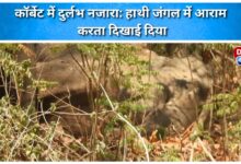 Rare sight in Corbett Elephant seen resting in the forest