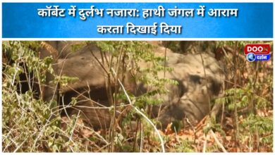 Rare sight in Corbett Elephant seen resting in the forest