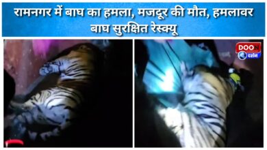 Tiger attack in Ramnagar, laborer killed, attacking tiger safely rescued
