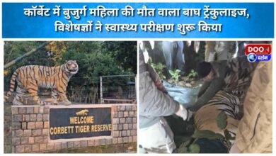 Tiger that killed elderly woman in Corbett tranquilized, experts begin health check-up
