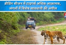 Tigers are more aggressive during the breeding season, urging special caution in the forests.