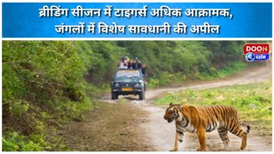 Tigers are more aggressive during the breeding season, urging special caution in the forests.