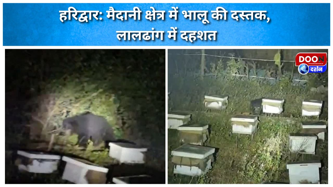 हरिद्वार: मैदानी क्षेत्र में भालू की दस्तक, लालढांग में दहशत