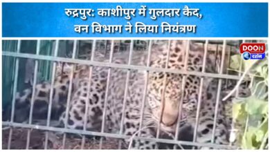 Leopard captured in Kashipur, Forest Department takes control