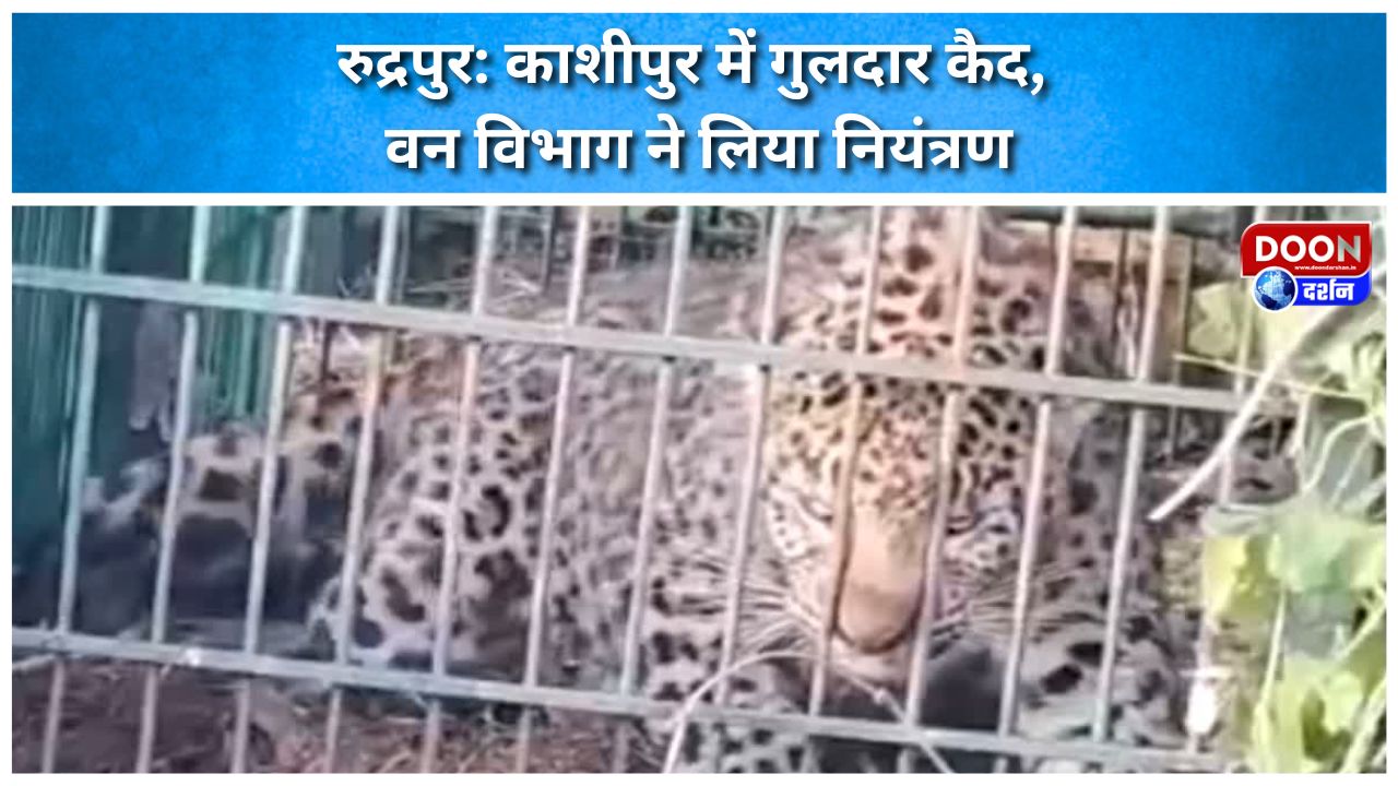 काशीपुर में गुलदार कैद, वन विभाग ने लिया नियंत्रण