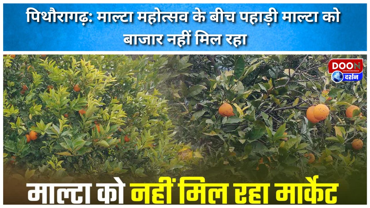 माल्टा महोत्सव के बीच पहाड़ी माल्टा को बाजार नहीं मिल रहा