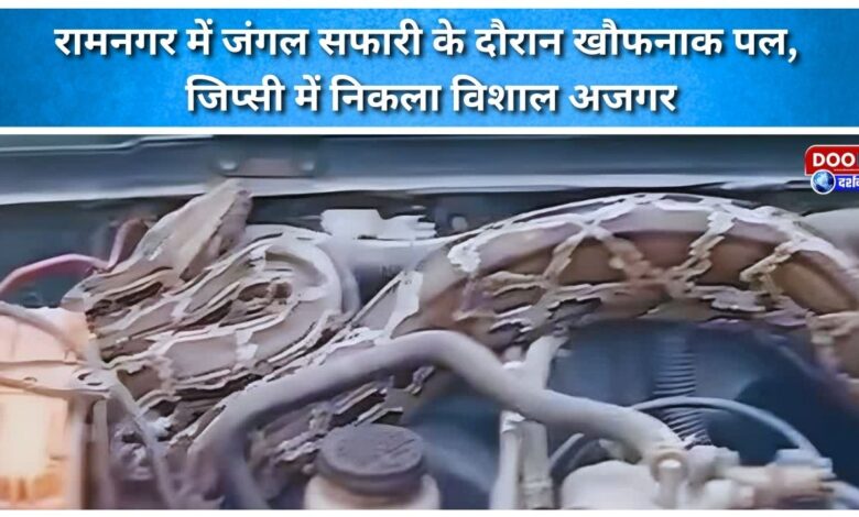 A terrifying moment during a jungle safari in Ramnagar, a huge python was found in a gypsy.