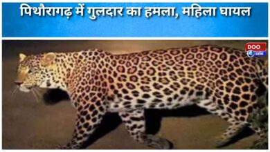 Leopard attacks in Pithoragarh, woman injured