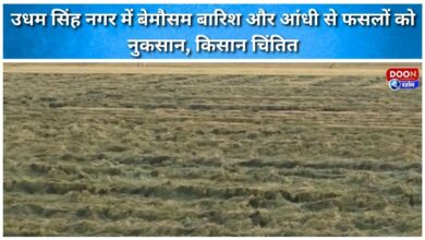 Unseasonal rain and storm damage crops in Udham Singh Nagar, farmers worried