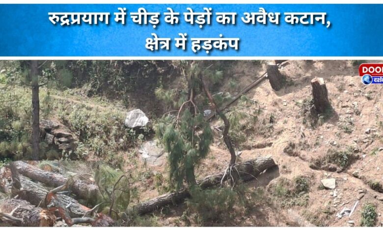 Illegal felling of pine trees in Rudraprayag creates panic in the area