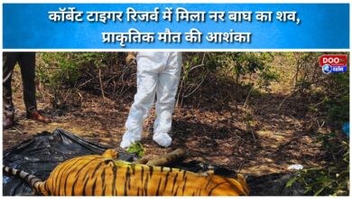 Carcass of male tiger found in Corbett Tiger Reserve, suspected to be a natural death