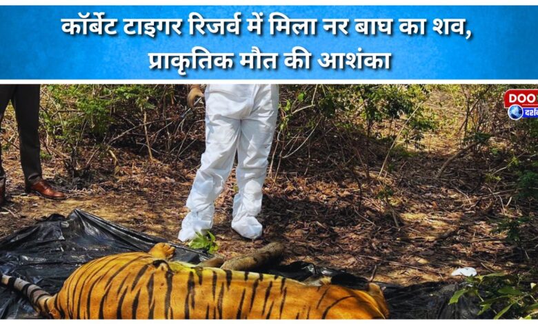 Carcass of male tiger found in Corbett Tiger Reserve, suspected to be a natural death
