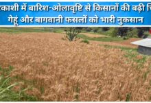 Rain and hailstorm in Uttarkashi have caused significant damage to farmers, with wheat and horticultural crops suffering heavy losses.