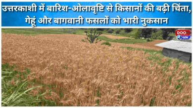 Rain and hailstorm in Uttarkashi have caused significant damage to farmers, with wheat and horticultural crops suffering heavy losses.