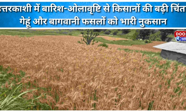 Rain and hailstorm in Uttarkashi have caused significant damage to farmers, with wheat and horticultural crops suffering heavy losses.