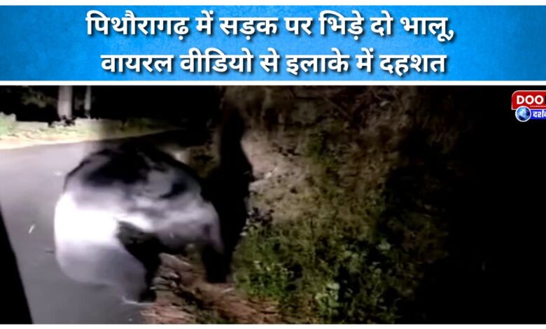 Two bears clash on the road in Pithoragarh, viral video creates panic in the area