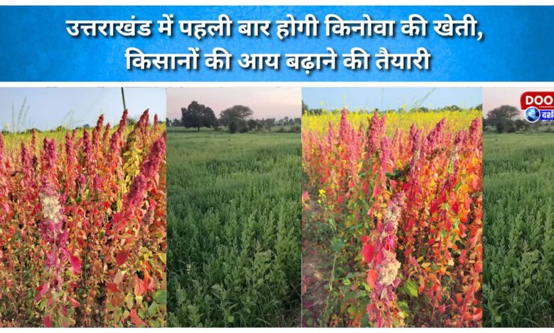 Quinoa to be cultivated in Uttarakhand for the first time; preparations underway to boost farmers' income.