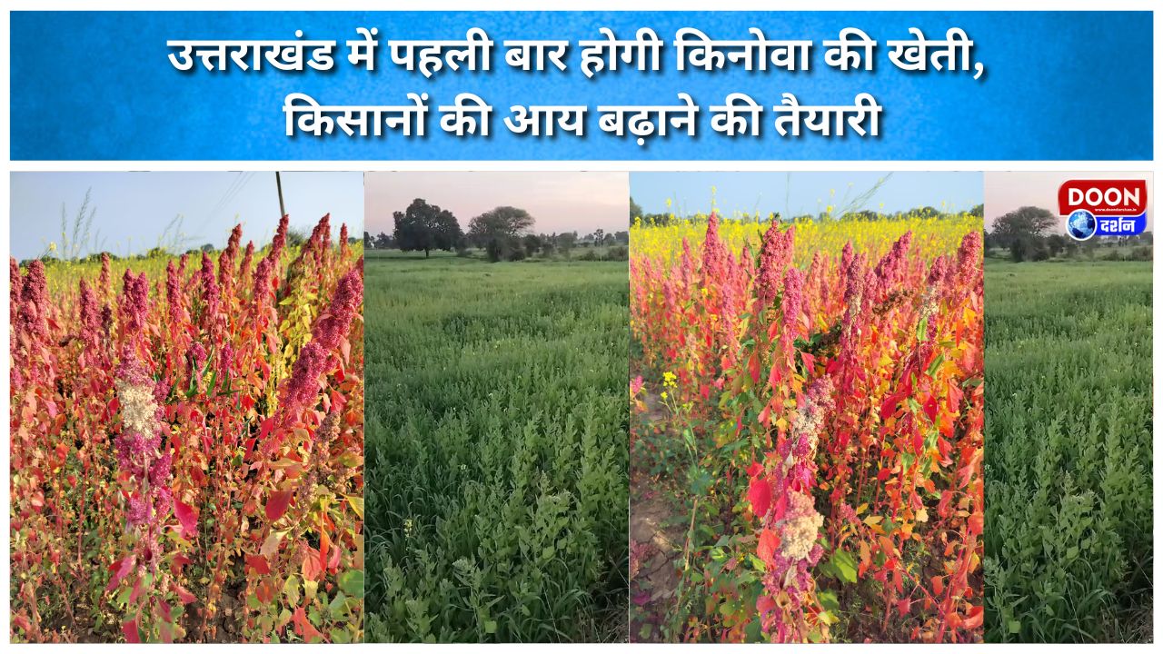 Quinoa to be cultivated in Uttarakhand for the first time; preparations underway to boost farmers' income.