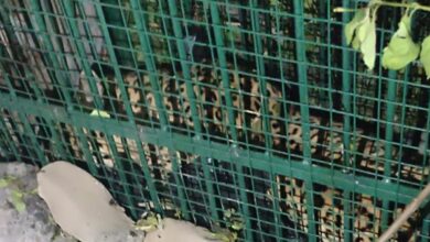 Leopard remained caged for 22 days; died while waiting for orders.