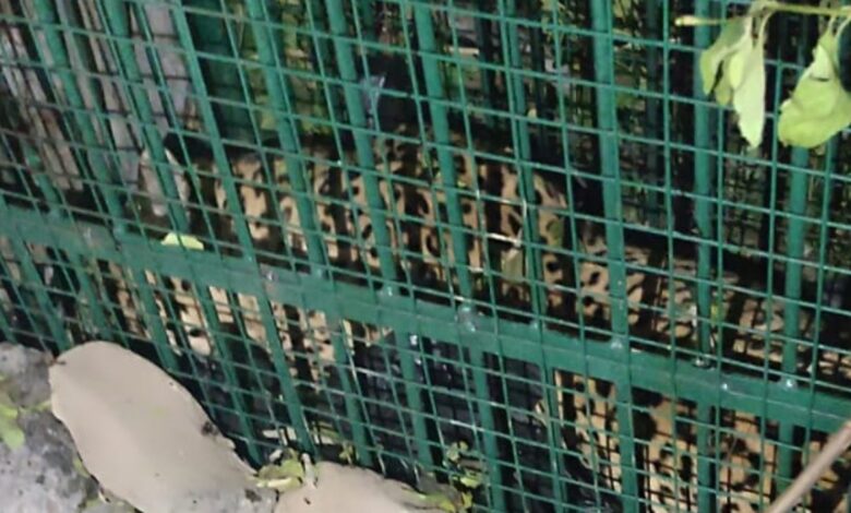Leopard remained caged for 22 days; died while waiting for orders.