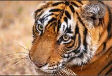 Tiger population rises in Corbett; human-wildlife conflict increases as they expand into new areas.