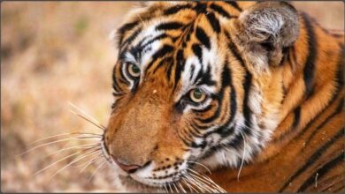 Tiger population rises in Corbett; human-wildlife conflict increases as they expand into new areas.